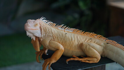 Portrait of a Green Iguana or is a species of herbivorous lizard that has a large body. It has thick skin and rows of spines along its back and tail.