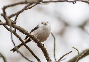 Long-tailed tit, Aegithalos caudatus. A bird sitting on a tree branch