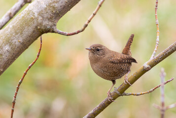 Eurasian wren, Troglodytes troglodytes. On an autumn morning, a bird sits on a branch