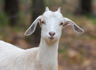 Goat, Capra hircus. A close-up of a goat looking into the lens