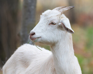 Goat, Capra hircus. Close-up of a goat with a blade of grass in its mouth, looking away