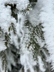 snow on the coniferous trees, detail of winter beauty