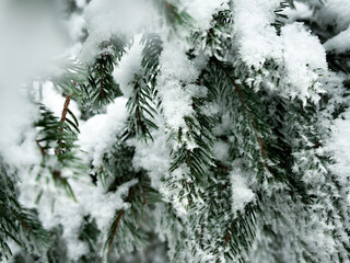 snow on the coniferous trees, detail of winter beauty