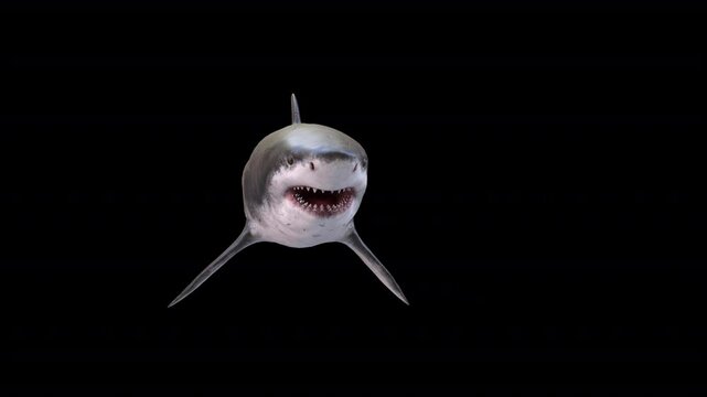 Megalodon Swim 3D Video Animation
