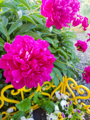 Pink flowers of peonies blooming on a bush in the garden, vertical photo