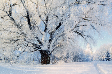 Winter forest nature. Winter forest landscape in early winter morning, picturesque spreading winter...