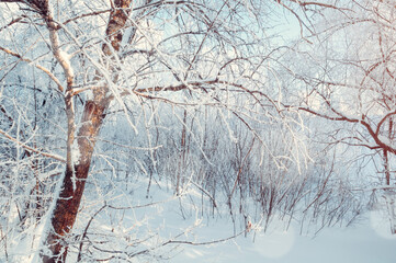 Winter wonderland forest landscape, snowy white frosted winter tree at sunrise, colorful snowy...