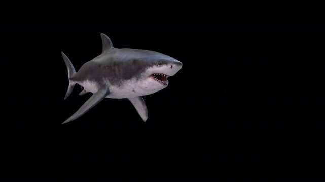 Megalodon Swim 3D Video Animation
