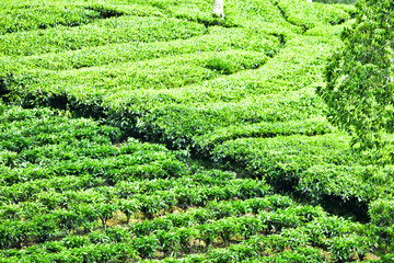 THE BEAUTY OF THE PANORAMA OF THE TEA PLANTATION AREA IN THE HIGHLANDS AT THE FOOT OF MOUNT SINDORO, WONOSOBO, INDONESIA, WHICH IS COOL AND FERTILE