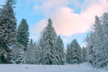 Winter tall snow-covered coniferous forest on a clear day in the north of Karelia.