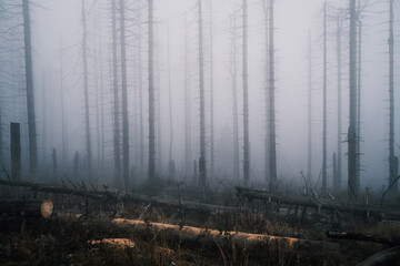 Düster Nebel Wald im Harz