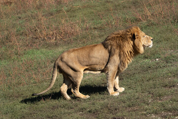 Lion Grassland Africa - A majestic lion stands in a grassy field, showcasing the beauty of the African savanna.