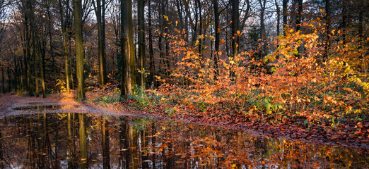 large puddle on forest path and brightly lit autumn leaves by late afternoon sun
