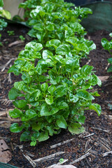 Brazilian spinach leaves are crunchy, tender and can be eaten raw in salads