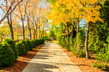 Naklejka premium A path lined with trees and leaves is shown in the image