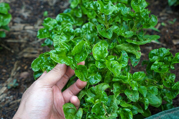 Brazilian spinach leaves are crunchy, tender and can be eaten raw in salads