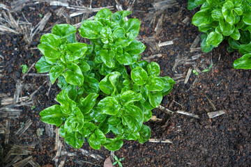 Brazilian spinach leaves are crunchy, tender and can be eaten raw in salads
