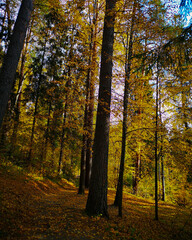 Golden autumn in the forest