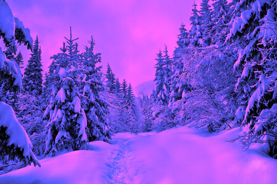 Winter landscape of mountains, path in snow in fir forest. Evening in neon color - Powered by Adobe