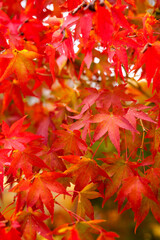 赤く色づく日本の風情紅葉の秋クローズアップ２