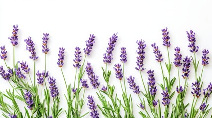 Naklejka premium A top-down view of wild meadow flowers set against a white background.