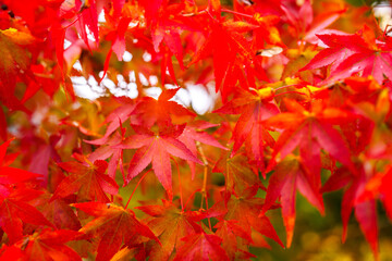 赤く色づく日本の風情紅葉の秋クローズアップ１