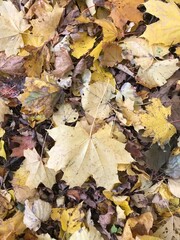 Autumn wedge leaves fall from the trees, leaving the branches, the crown empty. The leaves have bright and saturated colors of yellow and red. Nature is absorbed into autumn landscapes in the colors o