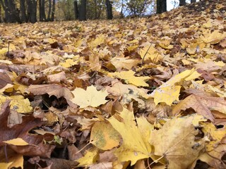 Autumn wedge leaves fall from the trees, leaving the branches, the crown empty. The leaves have bright and saturated colors of yellow and red. Nature is absorbed into autumn landscapes in the colors o