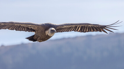Griffon vulture in the skies over the Baronnies in Provence, France