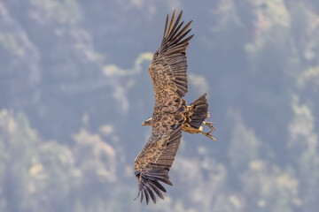 Griffon vulture in the skies over the Baronnies in Provence, France