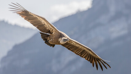Griffon vulture in the skies over the Baronnies in Provence, France