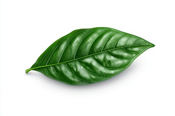 Fototapeta premium Single vibrant green leaf on white isolated background.
