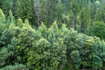 Green forest trees. Nature background.