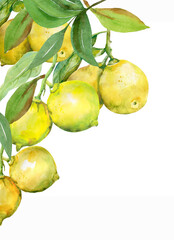 Lemon pattern. Watercolor. illustration in white and color background.