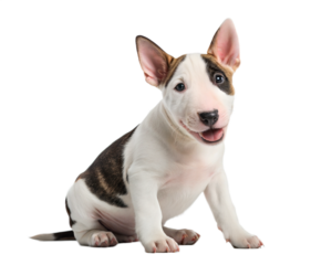 Bull terrier puppy isolated on white background. Bull terrier puppy sitting and looking at camera on white background