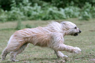 Petit berger des pyr&eacute;n&eacute;es