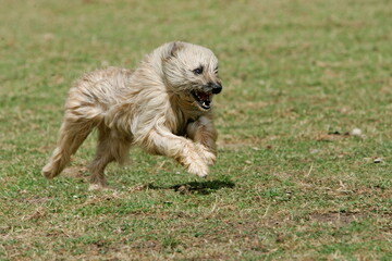 Petit berger des pyrŽnŽes