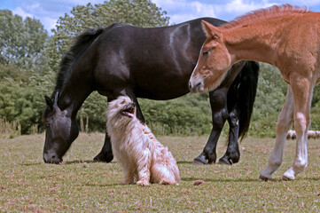 Petit berger des Pyrénées avec chevaux des pyrénées