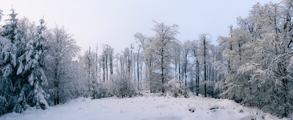 Snowy forest landscape with frost-covered trees.