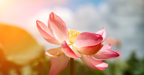 A pink lotus flower sways in the wind. Against the background of their green leaves. Lotus field on the lake in natural environment.