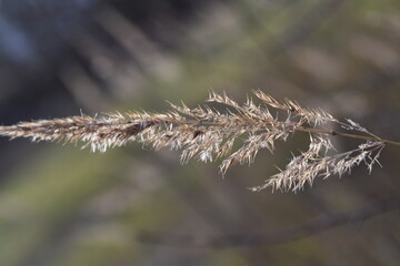 This hay is growing in nature in autumn day. 