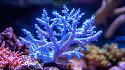 Fototapeta premium Vibrant Coral Reef Scene Featuring Luminous Blue Coral with Intricate Branching Structure Set Against a Colorful Underwater Background