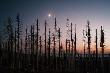 Dämmerung und Mond im Oberharz Wald