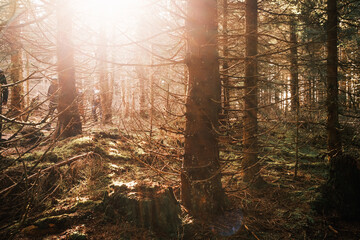 Sonnenschein im Fichtenwald Harz