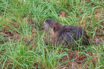 Myocastor coypus on the banks of the Nitra River in the city of Nitra in Slovakia.