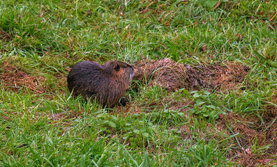 Myocastor coypus on the banks of the Nitra River in the city of Nitra in Slovakia.