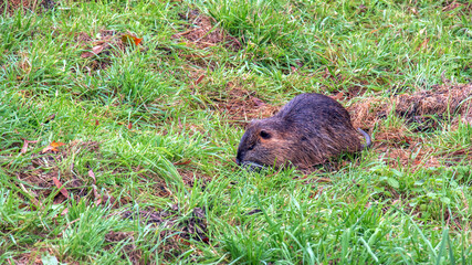 Myocastor coypus on the banks of the Nitra River in the city of Nitra in Slovakia.