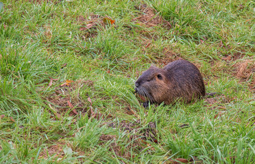 Myocastor coypus on the banks of the Nitra River in the city of Nitra in Slovakia.