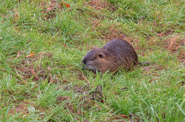 Myocastor coypus on the banks of the Nitra River in the city of Nitra in Slovakia.