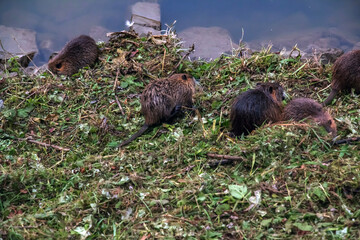 Myocastor coypus on the banks of the Nitra River in the city of Nitra in Slovakia.